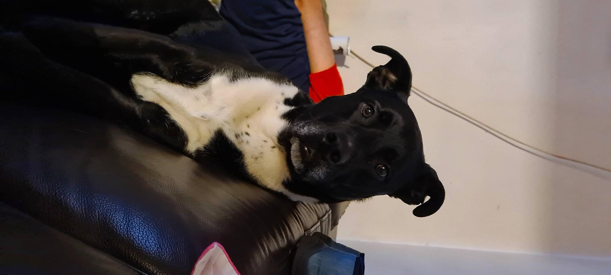 Maestro participe au concours pour gagner de l'argent avec cette photo : borador, canidae, carnivore, collar, companion_dog, dog, dog_breed, dog_collar, fawn, fur, gesture, guard_dog, human_leg, snout, sporting_group, working_animal, working_dog