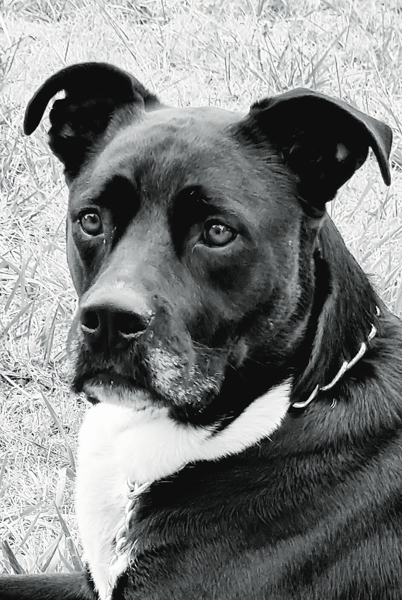 Maestro participe au concours pour gagner de l'argent avec cette photo : canidae, carnivore, collar, companion_dog, dog, dog_breed, dog_collar, ear, fawn, grey, head, jaw, monochrome, monochrome_photography, pet_supply, snout, sporting_group, style, whiskers, working_animal