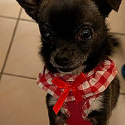 Tina participe au concours pour gagner de l'argent avec cette photo : animal, black_dog, checkered_pattern, close_up, clothing, companion, cute, dog, dog_clothing, domestic_animal, floor, indoor, indoors, looking_up, pet, portrait, red_bow, small_dog, standing, tile_floor