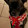 animal, black_dog, checkered_pattern, close_up, clothing, companion, cute, dog, dog_clothing, domestic_animal, floor, indoor, indoors, looking_up, pet, portrait, red_bow, small_dog, standing, tile_floor