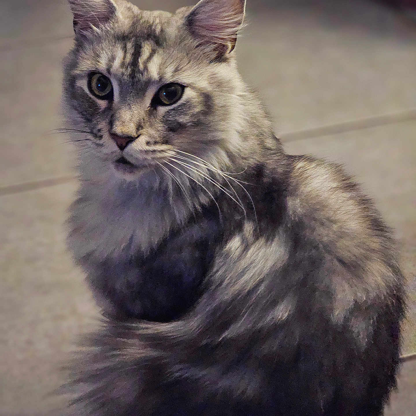 Baloo participe au concours pour gagner de l'argent avec cette photo : abyssinian, angora, animal, brasssection, cat, egyptiancat, gray, horn, kitten, manx, musicalinstrument, pet, siamese, slate, snout