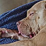 Shenzy participe au concours pour gagner de l'argent avec cette photo : dog, sleeping, close_up, tongue_out, blanket, blue_blanket, indoor, resting, pet, canine, fur, snout, paw, relaxed, cozy, animal, muzzle, portrait, laying_down, cute