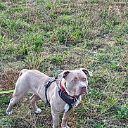 Shenzy participe au concours pour gagner de l'argent avec cette photo : dog, canine, pet, animal, outdoor, grass, field, harness, alert, brown, white_paws, nature, standing, looking, ears, collar, leash, daylight, curious, muzzle