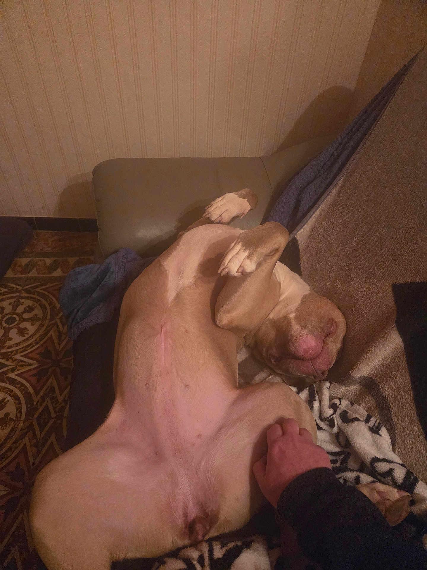 Shenzy participe au concours pour gagner de l'argent avec cette photo : dog, indoor, couch, relaxed, belly_rub, human_hand, paw, closed_eyes, blanket, floor_tiles, brown_dog, cozy, resting, pet, animal, fur, canine, comfortable, skin, head