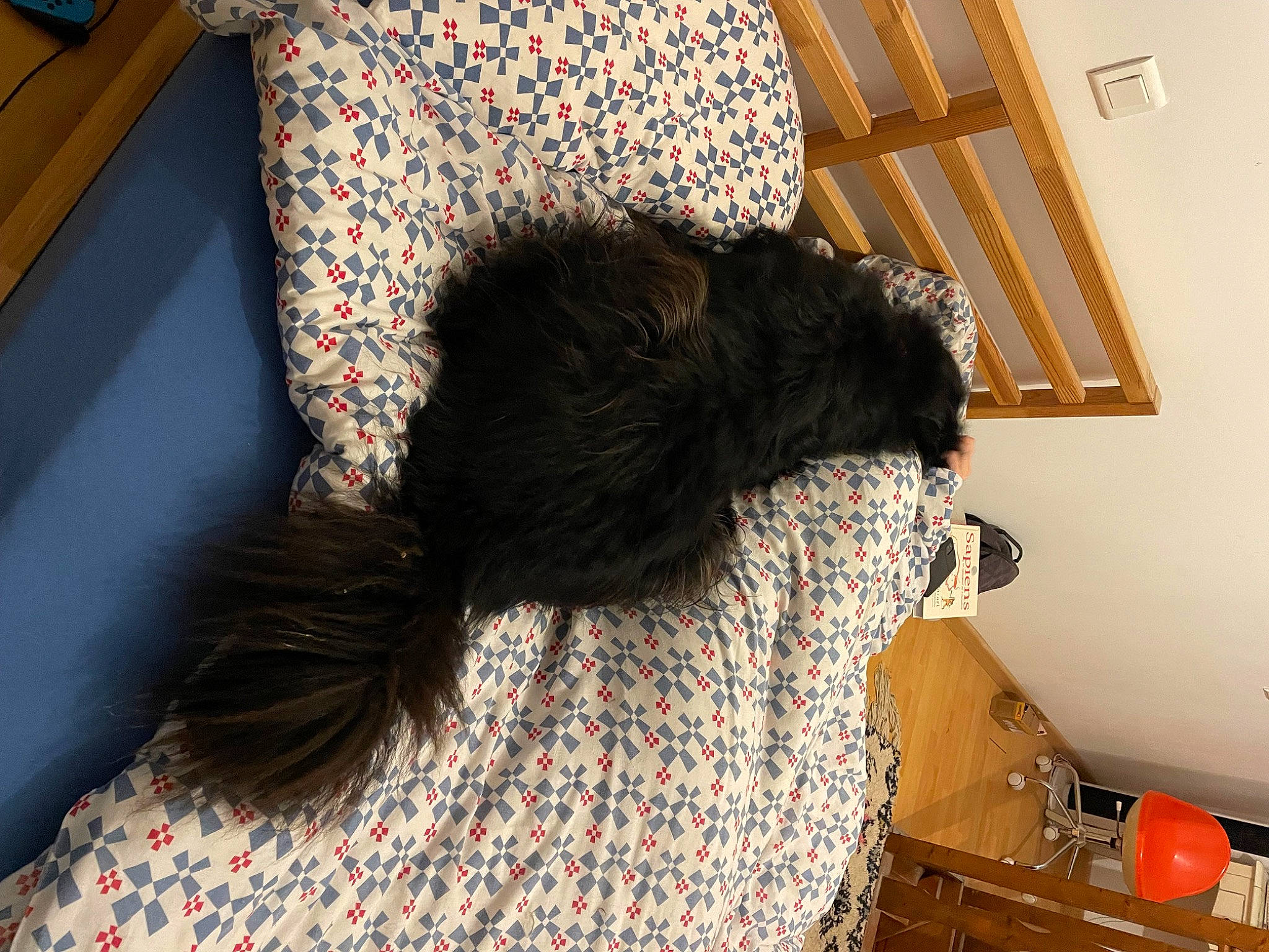 Milo a rejoint le concours — aidez-le/la à gagner de superbes lots ! black_cat, carnivore, comfort, companion_dog, couch, dog_breed, felidae, floor, flooring, fur, hardwood, linens, living_room, long_hair, room, small_to_medium_sized_cats, tail, tints_and_shades, whiskers, wood