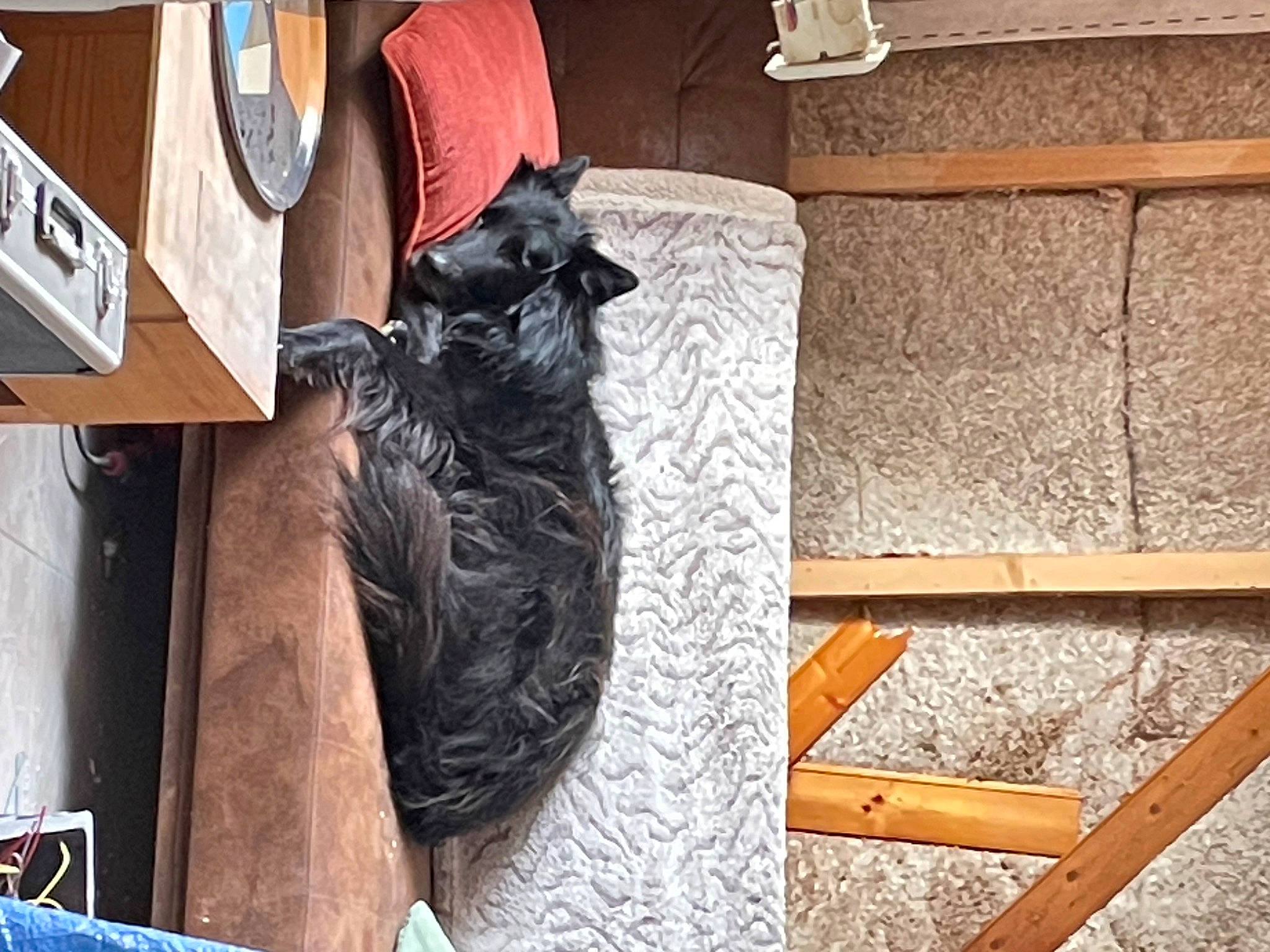 Milo a rejoint le concours — aidez-le/la à gagner de superbes lots ! black_cat, canidae, carnivore, cat, comfort, companion_dog, dog_breed, domestic_short_haired_cat, felidae, flooring, fur, hardwood, plank, room, small_to_medium_sized_cats, sporting_group, tail, whiskers, wood, wood_stain