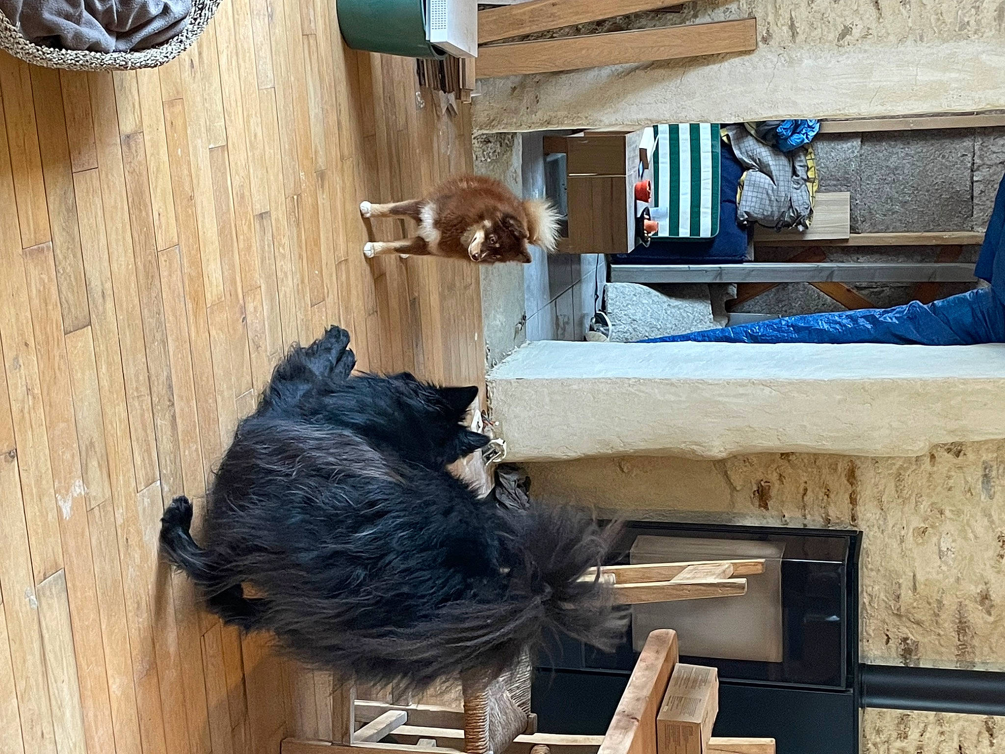 Milo a rejoint le concours — aidez-le/la à gagner de superbes lots ! carnivore, comfort, companion_dog, dog_breed, felidae, flooring, fur, hardwood, natural_material, plywood, rectangle, room, shelving, small_to_medium_sized_cats, sporting_group, table, tail, wood, wood_flooring, wood_stain