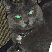 Ittybittykitty joined the competition — help win amazing prizes! cat, gray_cat, pet, collar, tag, glowing_eyes, indoor, resting, feline, closeup, fur, whiskers, paw, texture, relaxed, animal, cute, domestic_cat, portrait, sleepy