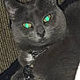 cat, gray_cat, pet, collar, tag, glowing_eyes, indoor, resting, feline, closeup, fur, whiskers, paw, texture, relaxed, animal, cute, domestic_cat, portrait, sleepy