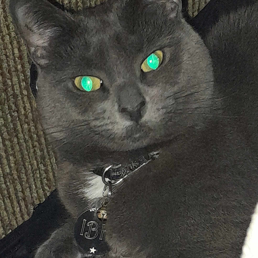 Ittybittykitty joined the competition — help win amazing prizes! animal, cat, closeup, collar, cute, domestic_cat, feline, fur, glowing_eyes, gray_cat, indoor, paw, pet, portrait, relaxed, resting, sleepy, tag, texture, whiskers