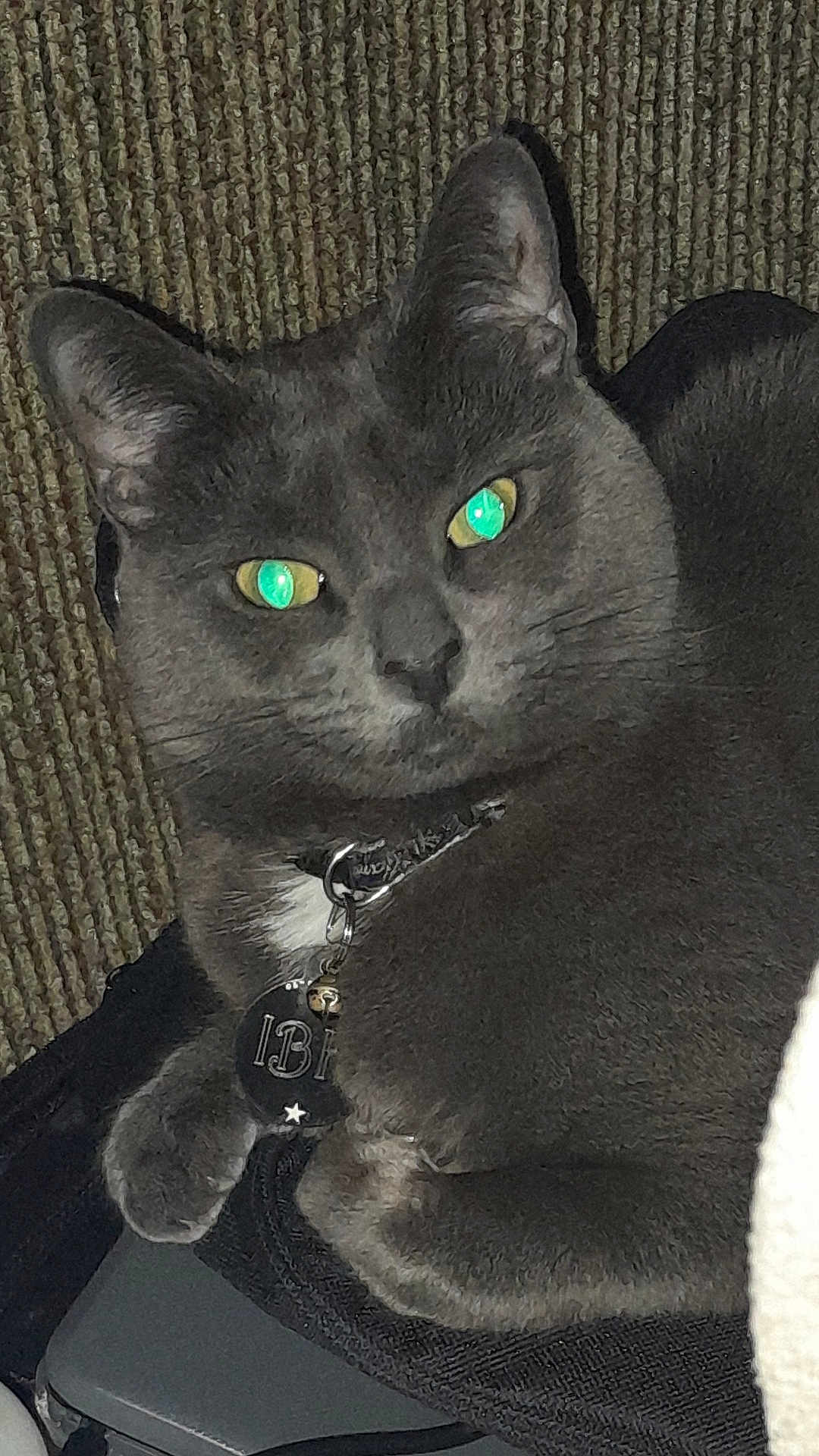 Ittybittykitty joined the competition — help win amazing prizes! cat, gray_cat, pet, collar, tag, glowing_eyes, indoor, resting, feline, closeup, fur, whiskers, paw, texture, relaxed, animal, cute, domestic_cat, portrait, sleepy