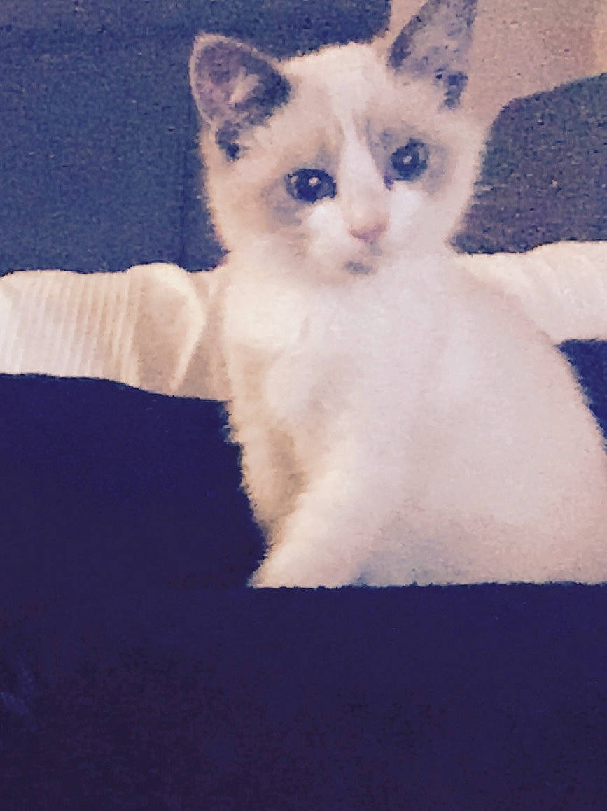 Angelo participe au concours pour gagner de l'argent avec cette photo : asian, birman, burmilla, carnivore, cat, colorpoint_shorthair, domestic_short_haired_cat, eye, felidae, fur, kitten, mammal, ojos_azules, ragdoll, small_to_medium_sized_cats, thai, tonkinese, turkish_van, vertebrate, whiskers