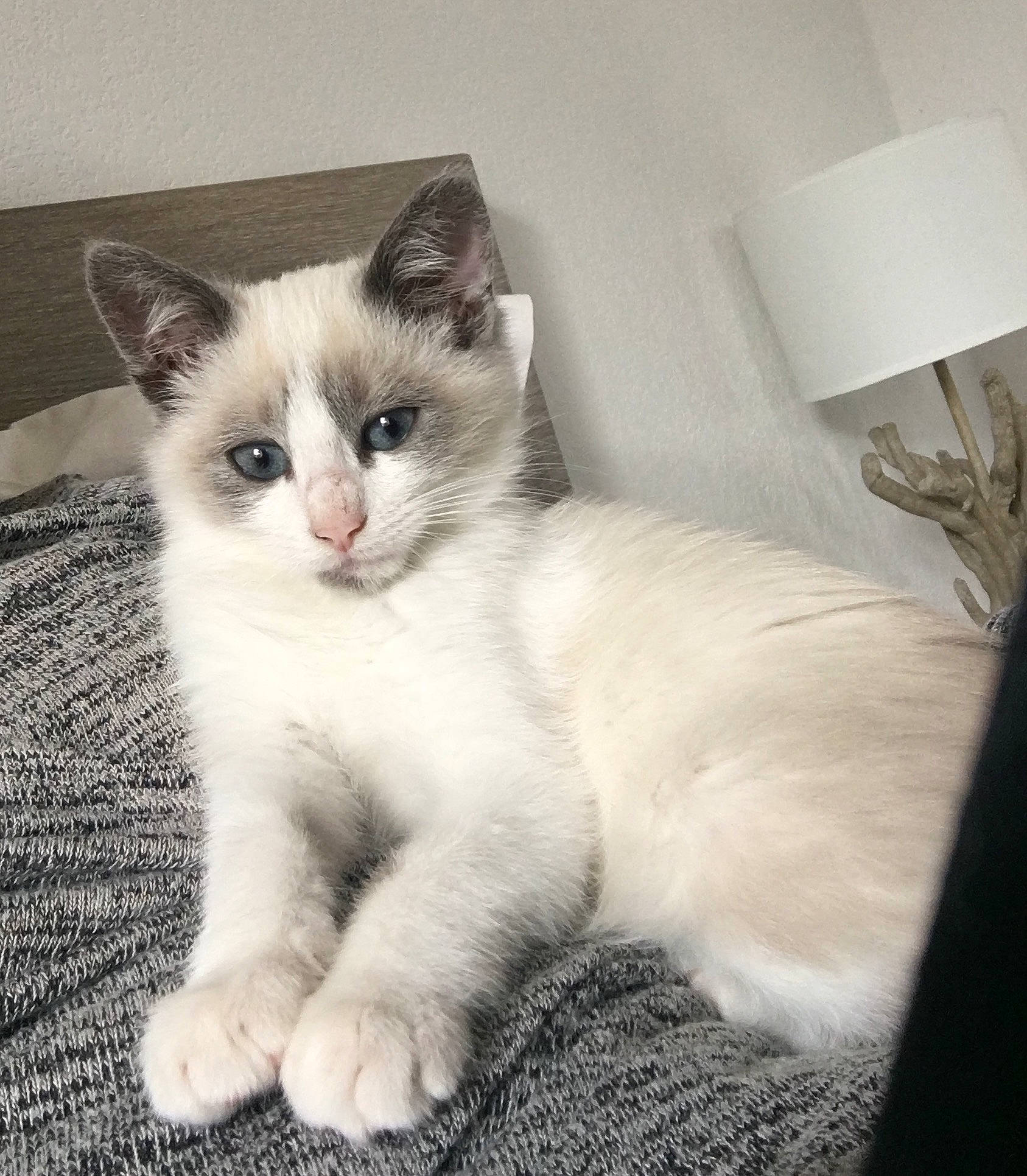 Angelo a rejoint le concours — aidez-le/la à gagner de superbes lots ! carnivore, cat, domestic_short_haired_cat, eye, fawn, felidae, fur, iris, kitten, mammal, ojos_azules, polydactyl_cat, ragdoll, small_to_medium_sized_cats, snowshoe, tail, turkish_angora, turkish_van, vertebrate, whiskers