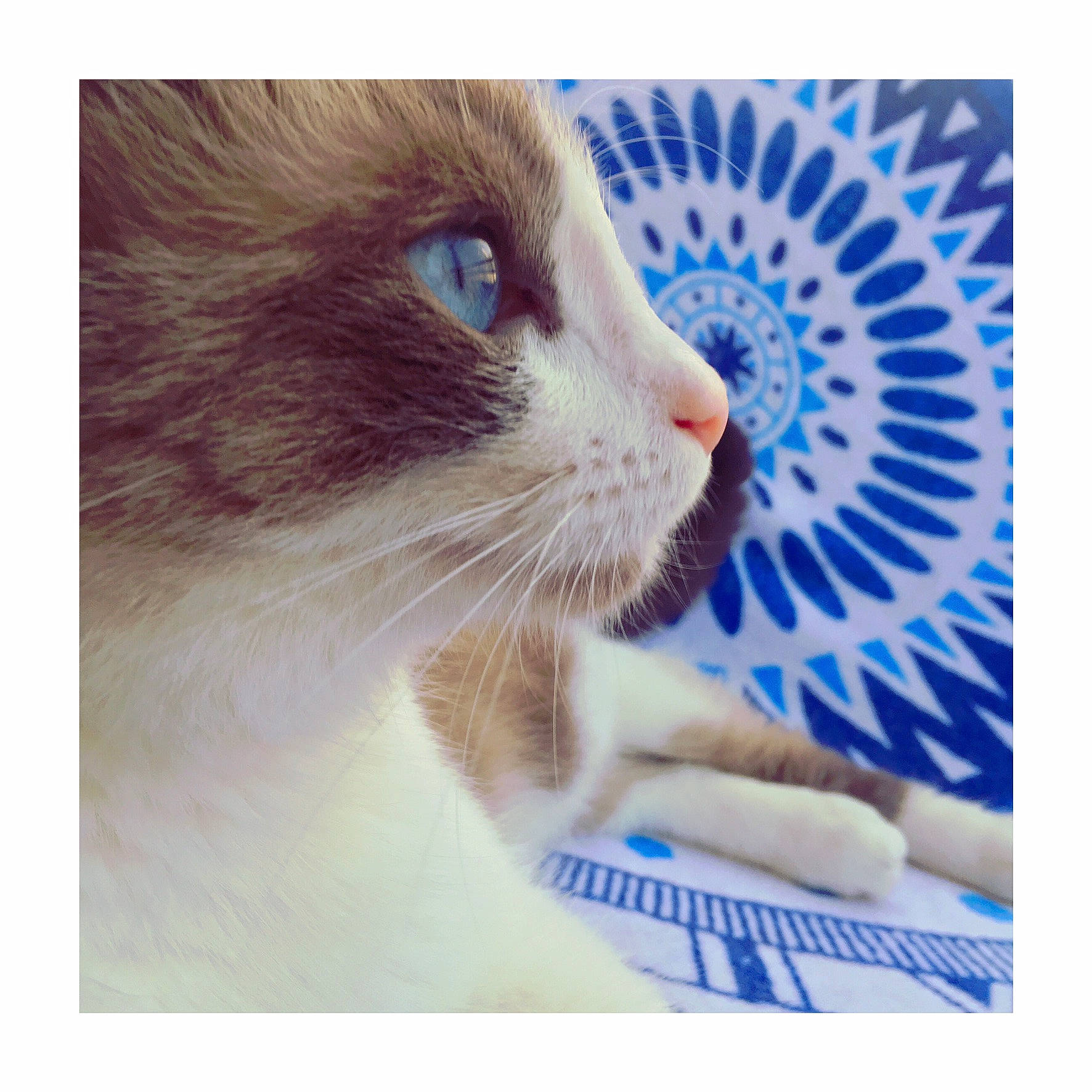 Angelo a rejoint le concours — aidez-le/la à gagner de superbes lots ! aegean_cat, carnivore, cat, ear, eye, felidae, fur, kitten, nose, paw, photo_caption, polydactyl_cat, ragdoll, scottish_fold, small_to_medium_sized_cats, snout, whiskers