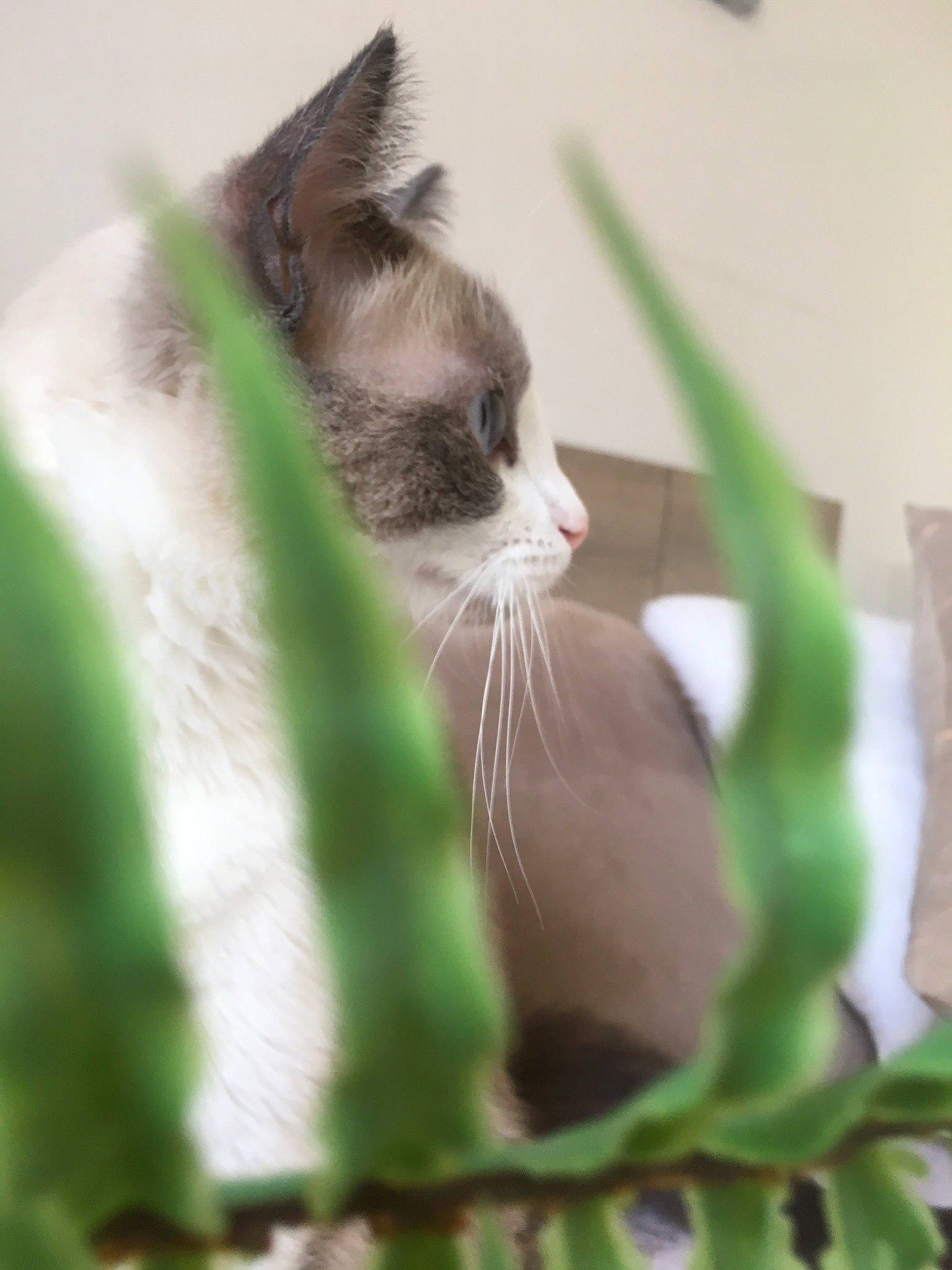 Angelo a rejoint le concours — aidez-le/la à gagner de superbes lots ! aegean_cat, carnivore, cat, domestic_short_haired_cat, eye, felidae, grass, green, kitten, plant, ragdoll, small_to_medium_sized_cats, snout, whiskers