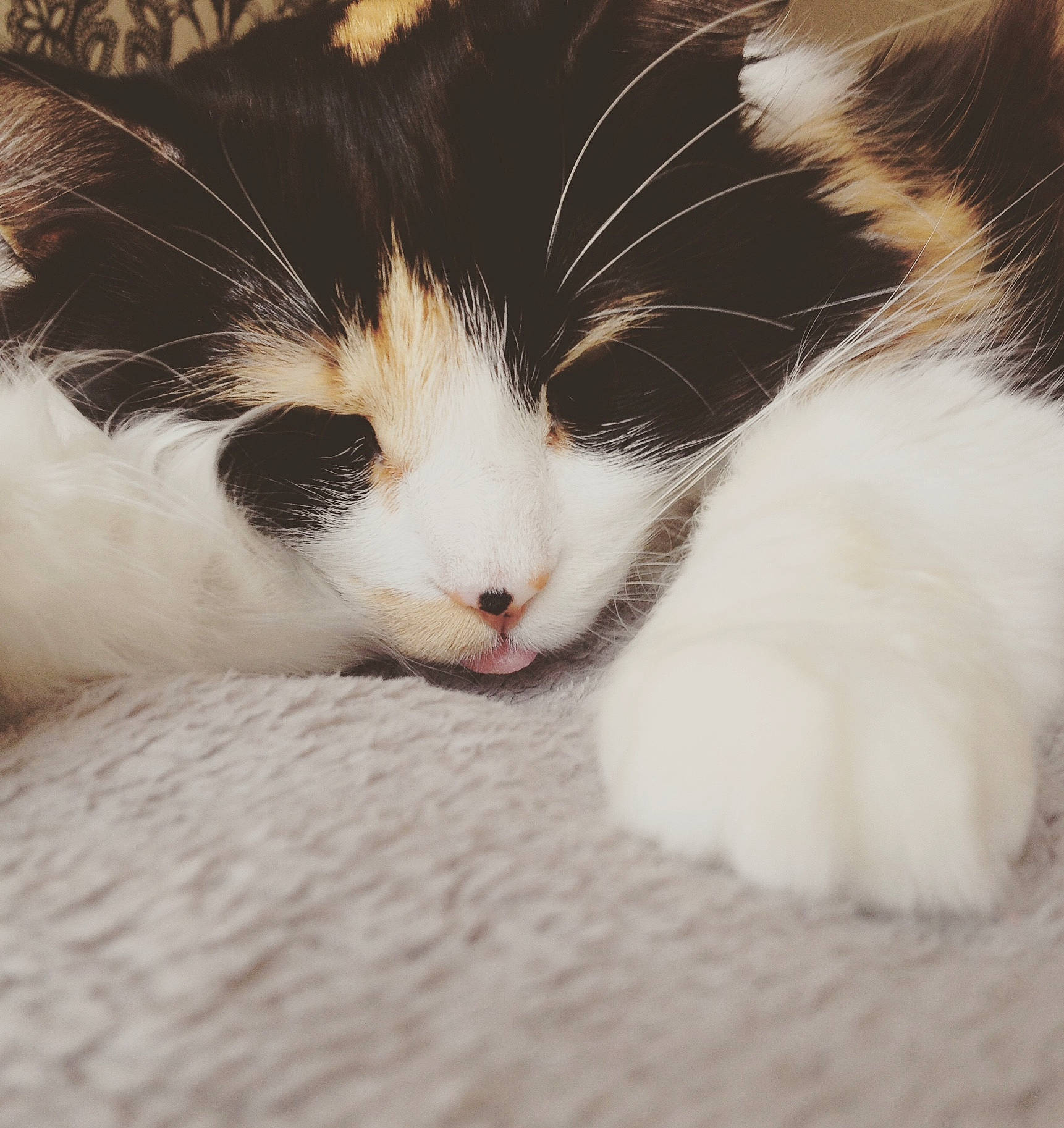 Chanel participe au concours pour gagner de l'argent avec cette photo : aegean_cat, black_and_white, carnivore, cat, ear, eye, felidae, fur, kitten, nose, sky, small_to_medium_sized_cats, snout, whiskers