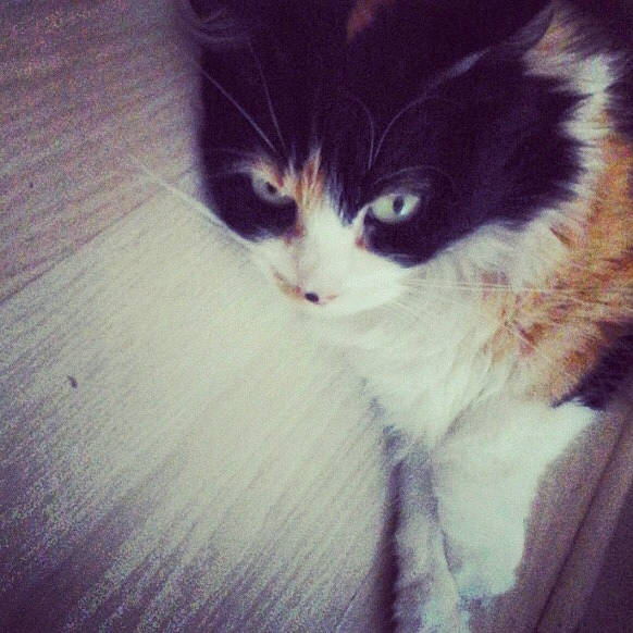 Chanel participe au concours pour gagner de l'argent avec cette photo : black_and_white, carnivore, cat, cloud, domestic_short_haired_cat, ear, eye, felidae, fur, kitten, night, norwegian_forest_cat, nose, polydactyl_cat, sky, small_to_medium_sized_cats, square, tail, whiskers