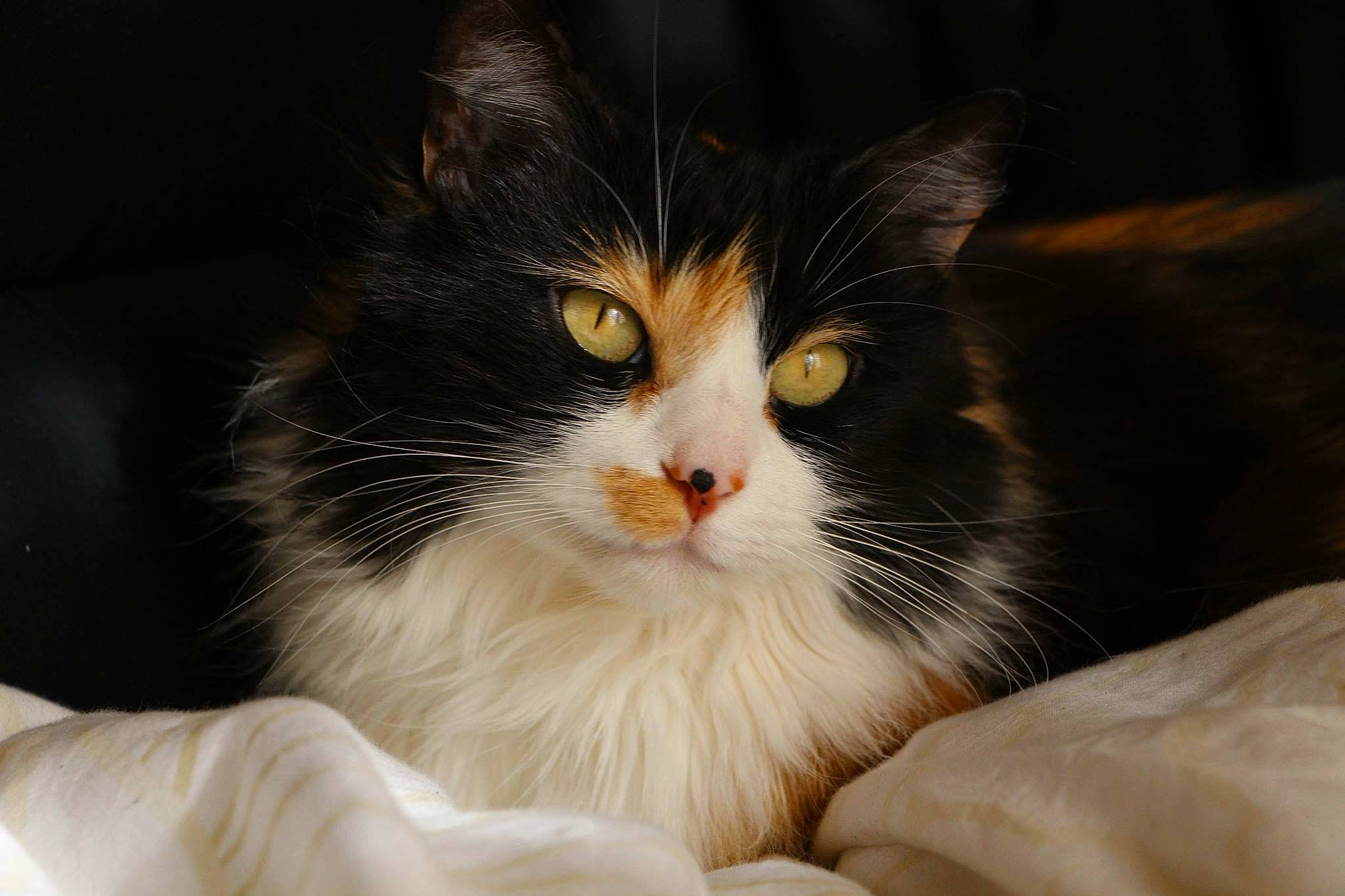 Chanel participe au concours pour gagner de l'argent avec cette photo : american_curl, carnivore, cat, domestic_long_haired_cat, eye, felidae, fur, kitten, mammal, norwegian_forest_cat, nose, ragamuffin, small_to_medium_sized_cats, whiskers