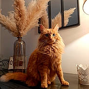 Jack a rejoint le concours — aidez-le/la à gagner de superbes lots ! cat, orange_cat, fluffy, indoor, vase, pampas_grass, mirror, lamp, wooden_surface, blue_eyes, furniture, decor, cozy, portrait, pet, whiskers, reflection, table, domestic_cat, warm_lighting