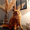 cat, orange_cat, fluffy, indoor, vase, pampas_grass, mirror, lamp, wooden_surface, blue_eyes, furniture, decor, cozy, portrait, pet, whiskers, reflection, table, domestic_cat, warm_lighting