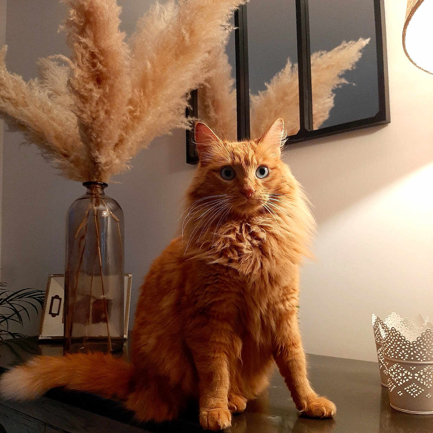 Jack a rejoint le concours — aidez-le/la à gagner de superbes lots ! cat, orange_cat, fluffy, indoor, vase, pampas_grass, mirror, lamp, wooden_surface, blue_eyes, furniture, decor, cozy, portrait, pet, whiskers, reflection, table, domestic_cat, warm_lighting