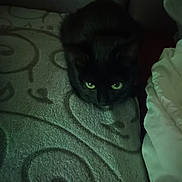 Minouche a rejoint le concours — aidez-le/la à gagner de superbes lots ! black_cat, cat, pet, animal, indoor, carpet, pattern, green_eyes, feline, crouching, dark, shadow, cozy, home, fur, cute, mammal, resting, closeup, quiet