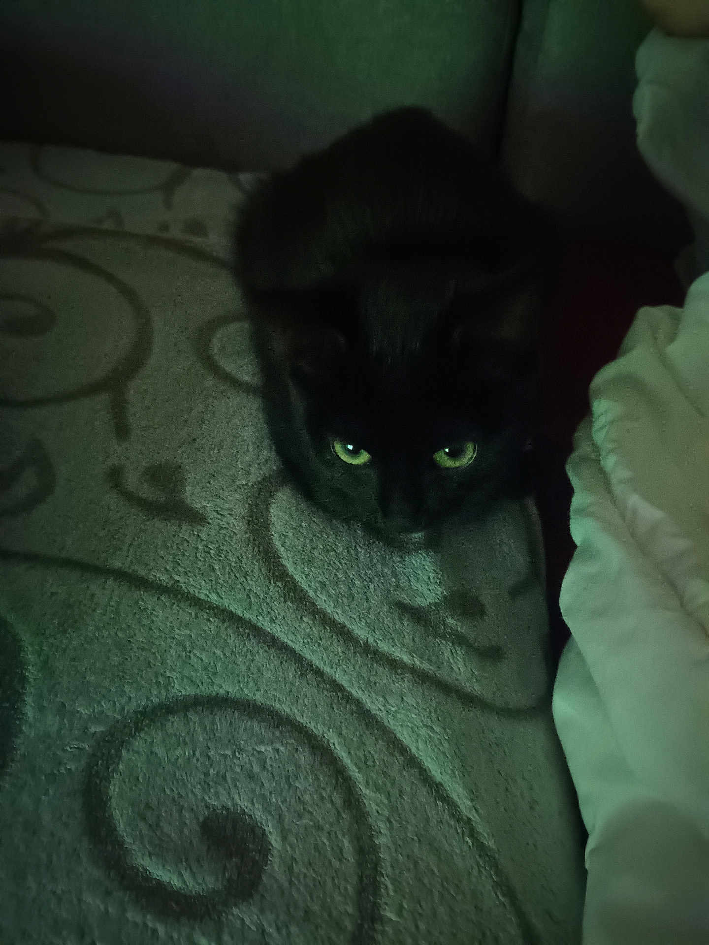 Minouche a rejoint le concours — aidez-le/la à gagner de superbes lots ! black_cat, cat, pet, animal, indoor, carpet, pattern, green_eyes, feline, crouching, dark, shadow, cozy, home, fur, cute, mammal, resting, closeup, quiet