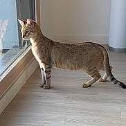 Mila a rejoint le concours — aidez-le/la à gagner de superbes lots ! cat, tabby, reflection, glass, door, floor, indoor, curious, animal, pet, standing, feline, light, shadow, window, home, looking, side_view, whiskers, ears