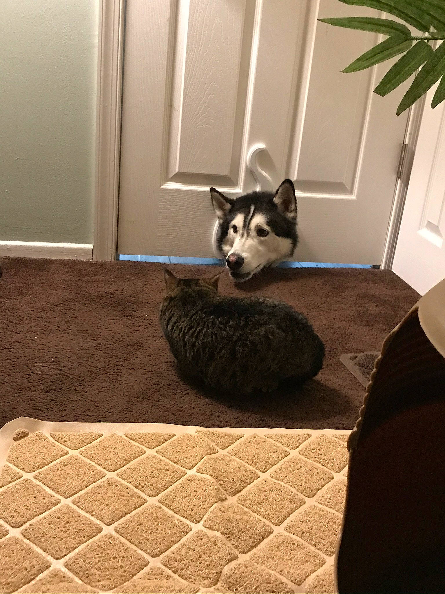 Drago joined the competition — help win amazing prizes! carnivore, cat, comfort, dog_breed, door, felidae, floor, flooring, grey, hardwood, houseplant, interior_design, light, plant, room, small_to_medium_sized_cats, tail, tints_and_shades, whiskers, wood