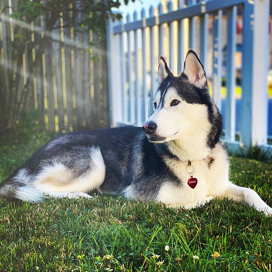Drago joined the competition — help win amazing prizes! ancient_dog_breeds, art, carnivore, companion_dog, dog, dog_breed, fence, fur, grass, home_fencing, plant, recreation, siberian_husky, sled_dog, sporting_group, terrestrial_animal, tree, working_animal, working_dog