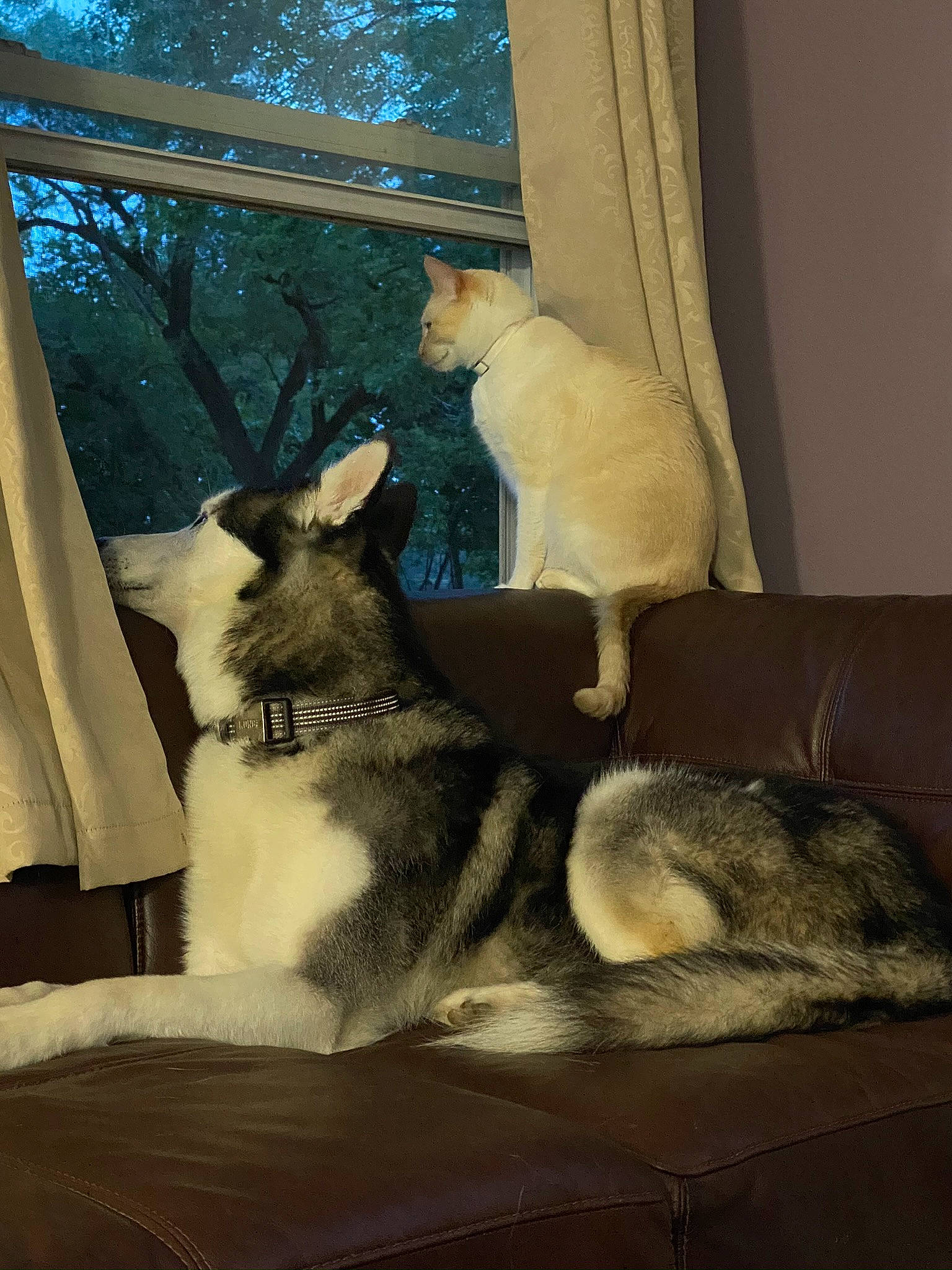 Drago joined the competition — help win amazing prizes! canidae, carnivore, cat, comfort, curtain, domestic_short_haired_cat, fawn, felidae, fur, kangaroo, marsupial, plant, rabbits_and_hares, room, small_to_medium_sized_cats, tail, tree, whiskers, wildlife, window