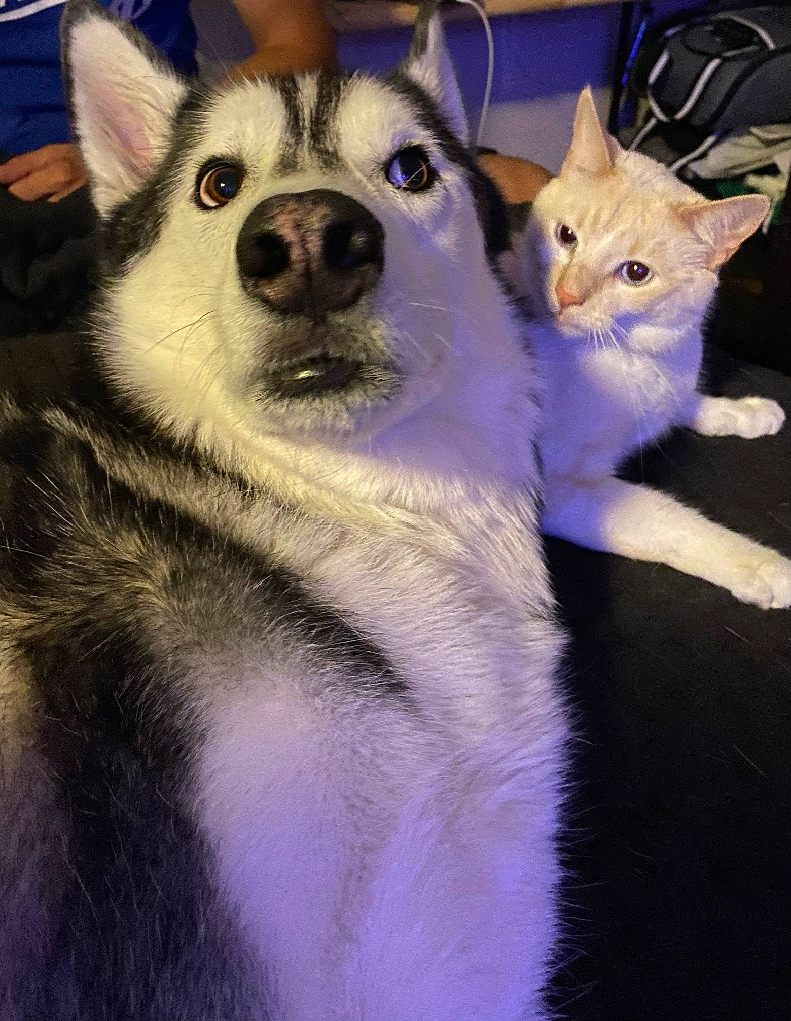 Drago is registered to the contest to win money with this photo: ancient_dog_breeds, canidae, canis, carnivore, cat, companion_dog, dog, dog_breed, fawn, felidae, fur, paw, siberian_husky, sled_dog, snout, tail, terrestrial_animal, whiskers, working_animal, working_dog