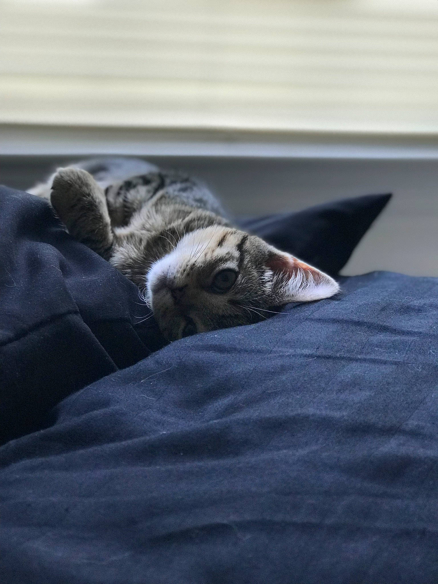 Tot is registered to the contest to win money with this photo: bedding, carnivore, cat, comfort, companion_dog, dog_breed, domestic_short_haired_cat, duvet, felidae, flooring, fur, grey, linens, nap, room, small_to_medium_sized_cats, tail, terrestrial_animal, whiskers, wood