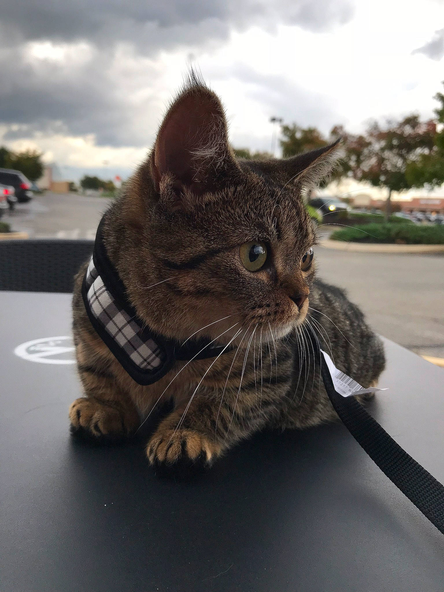 Tot joined the competition — help win amazing prizes! asphalt, carnivore, cat, cloud, domestic_short_haired_cat, felidae, fur, grass, paw, plant, road_surface, sitting, sky, small_to_medium_sized_cats, snout, tail, tree, vertebrate, whiskers, window