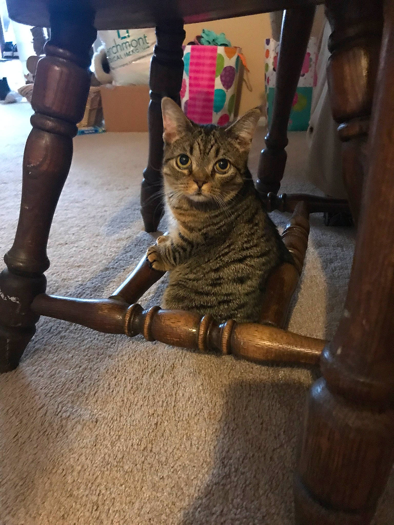 Tot joined the competition — help win amazing prizes! bag, carnivore, cat, domestic_short_haired_cat, fawn, felidae, flooring, foot, fur, human_leg, mammal, road_surface, sitting, small_to_medium_sized_cats, snout, tail, terrestrial_animal, thigh, whiskers, wood