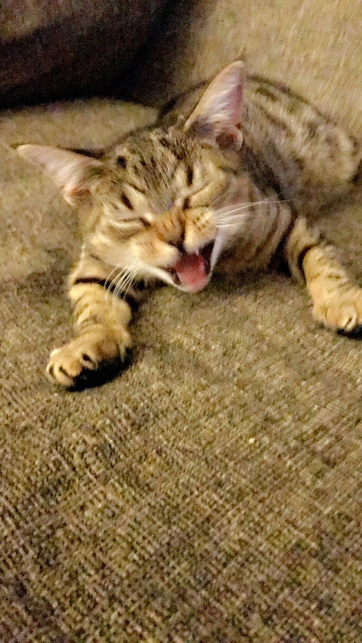 Tot joined the competition — help win amazing prizes! carnivore, cat, claw, comfort, domestic_short_haired_cat, felidae, flooring, foot, fur, grass, mammal, paw, sitting, small_to_medium_sized_cats, snout, terrestrial_animal, whiskers