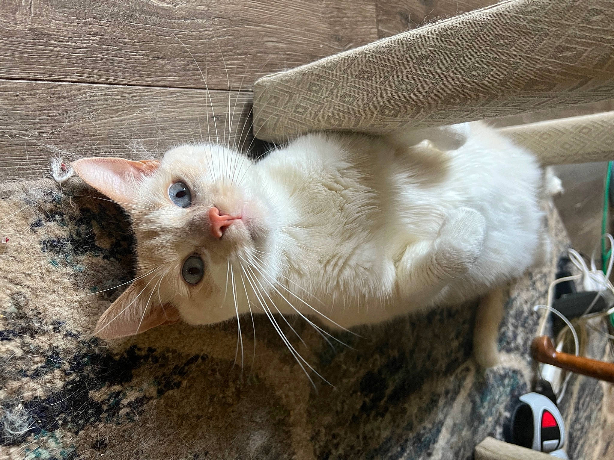 Tater joined the competition — help win amazing prizes! animal_shelter, carnivore, cat, claw, domestic_short_haired_cat, fawn, felidae, fur, paw, small_to_medium_sized_cats, snout, tail, terrestrial_animal, vehicle_registration_plate, whiskers