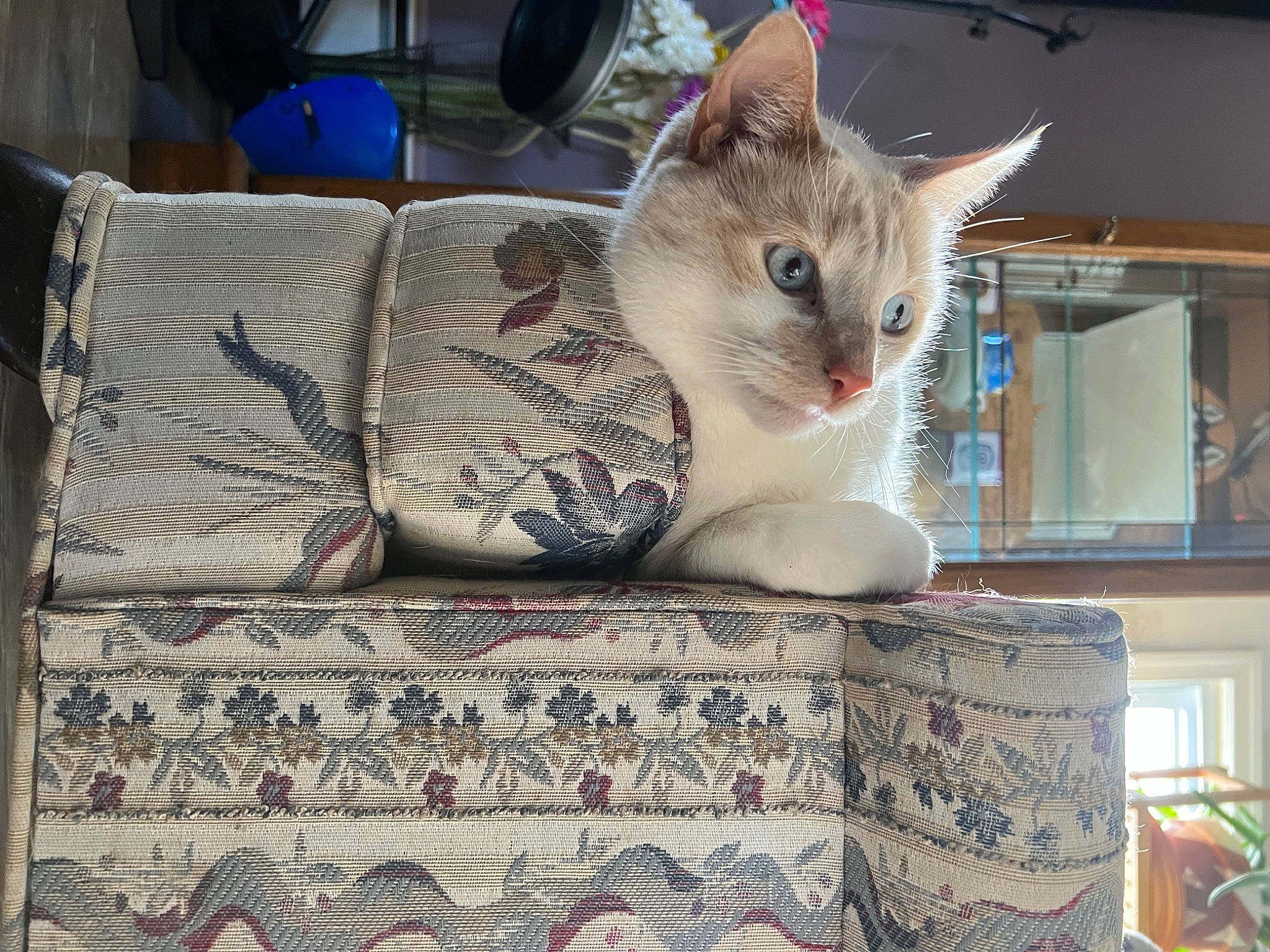 Tater joined the competition — help win amazing prizes! bag, box, carnivore, cat, comfort, domestic_short_haired_cat, felidae, fur, home_accessories, linens, pattern, paw, pet_supply, rectangle, small_to_medium_sized_cats, tail, thai, whiskers, window, wood