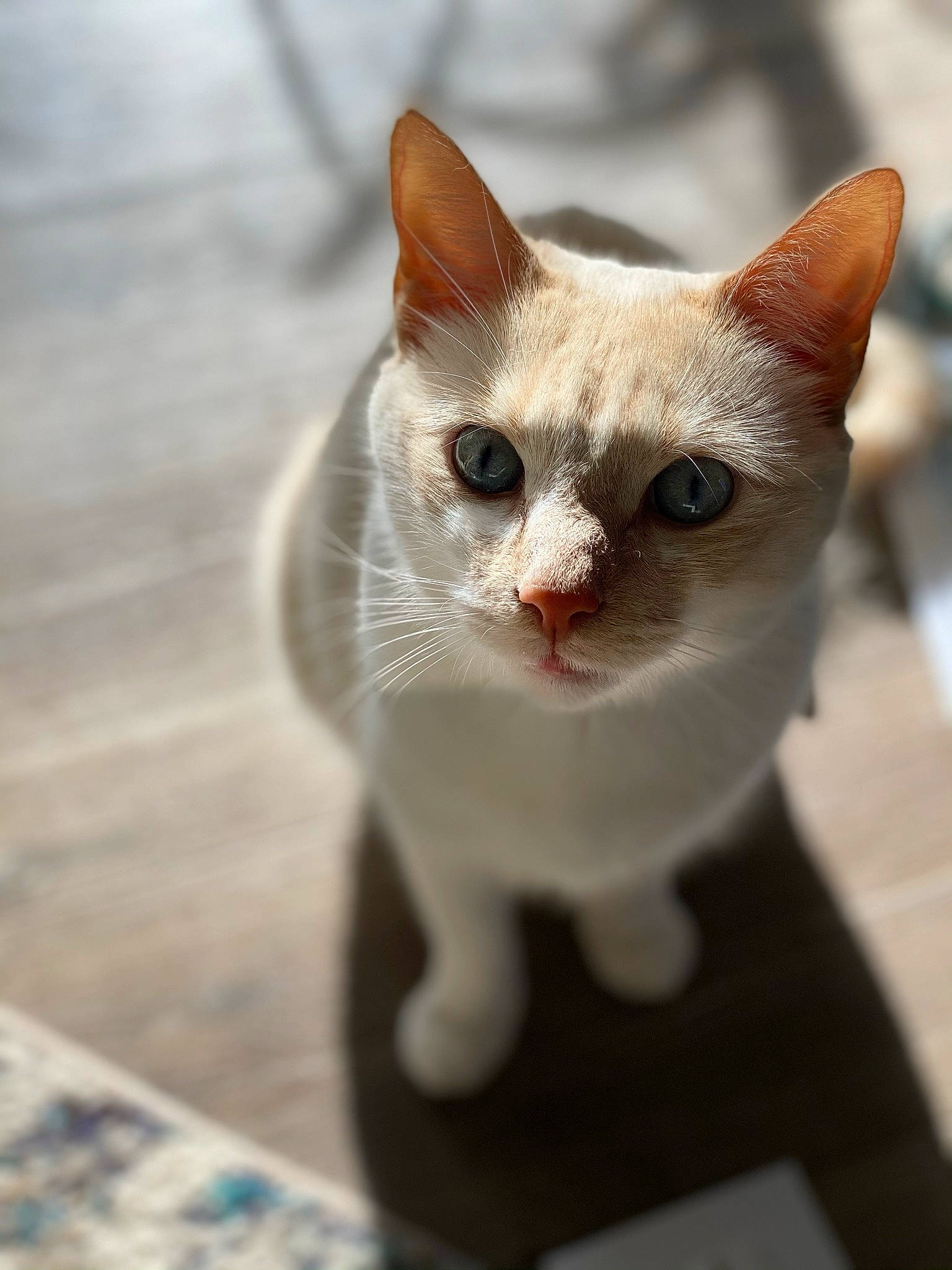 Tater joined the competition — help win amazing prizes! carnivore, cat, cat_supply, collar, domestic_short_haired_cat, eye, fang, fawn, felidae, fur, paw, pet_supply, small_to_medium_sized_cats, snout, tail, whiskers, window, wood