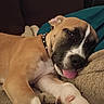Roxy is registered to the contest to win money with this photo: dog, sleeping, tongue_out, blanket, couch, collar, paw, brown_fur, white_fur, black_mask, pet, indoor, cozy, resting, closeup, canine, napping, cute, animal, relaxation