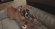Roxy is registered to the contest to win money with this photo: puppy, dog, bed, plush_toy, indoor, carpet, brown_dog, resting, pet, animal, cute, young_dog, stuffed_animal, toy, floor, relaxed, ears, face, looking, cozy