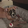 puppy, dog, bed, plush_toy, indoor, carpet, brown_dog, resting, pet, animal, cute, young_dog, stuffed_animal, toy, floor, relaxed, ears, face, looking, cozy