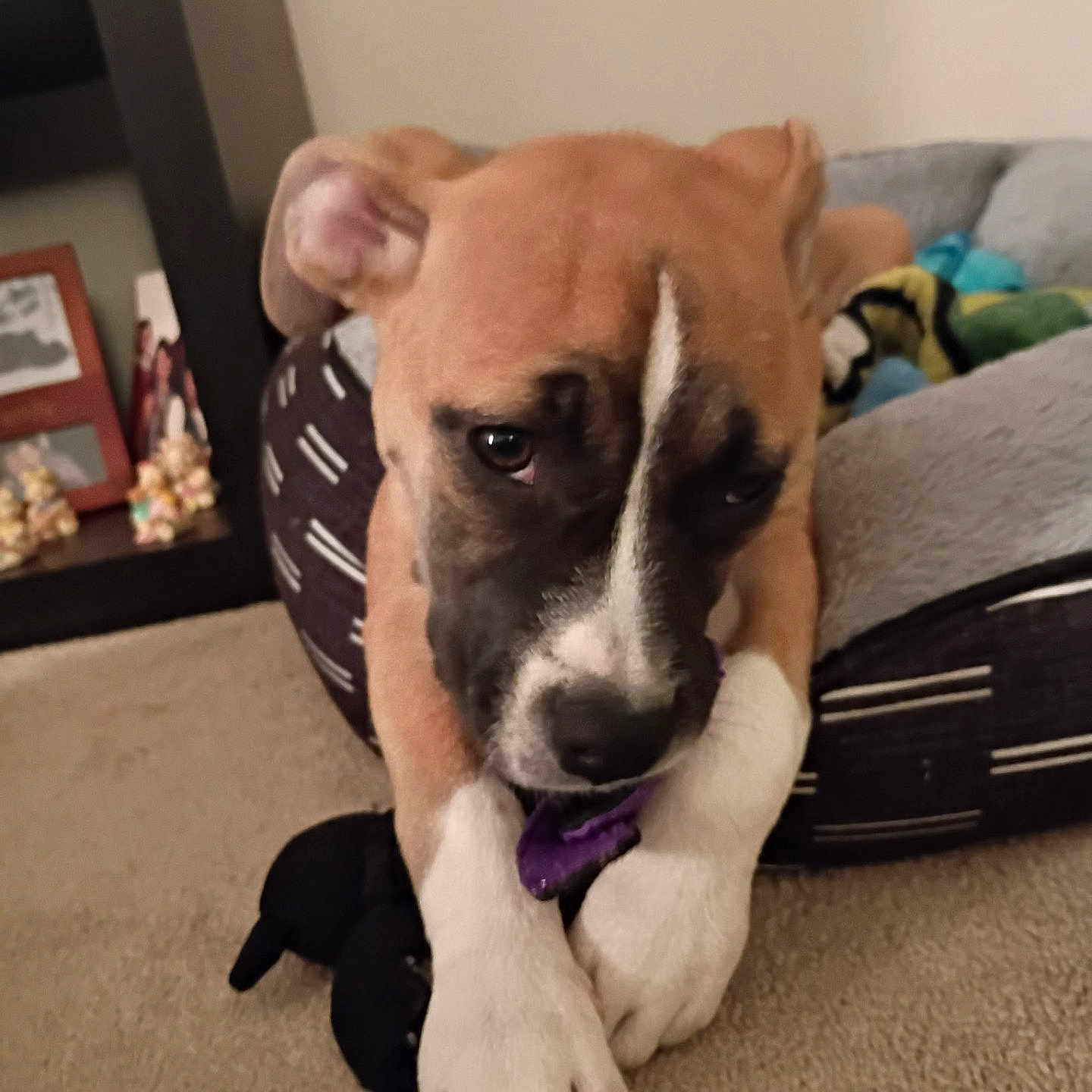 Roxy joined the competition — help win amazing prizes! puppy, dog, pet, indoor, carpet, toy, bed, brown, white_paws, closeup, cute, animal, relaxed, playful, home, canine, fur, young_dog, resting, domestic