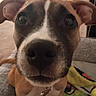 Roxy is registered to the contest to win money with this photo: dog, puppy, close_up, nose, ears, brown_fur, white_markings, collar, indoor, blanket, bed, curious, pet, animal, canine, face, whiskers, snout, looking_at_camera, cute