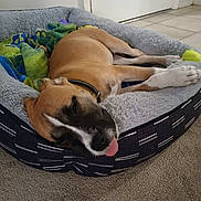 Roxy is registered to the contest to win money with this photo: dog, sleeping, bed, tongue_out, blanket, indoor, carpet, tennis_ball, collar, resting, cozy, pet, animal, furry, napping, relaxed, brown_dog, white_paws, soft, quiet