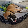 dog, sleeping, bed, tongue_out, blanket, indoor, carpet, tennis_ball, collar, resting, cozy, pet, animal, furry, napping, relaxed, brown_dog, white_paws, soft, quiet