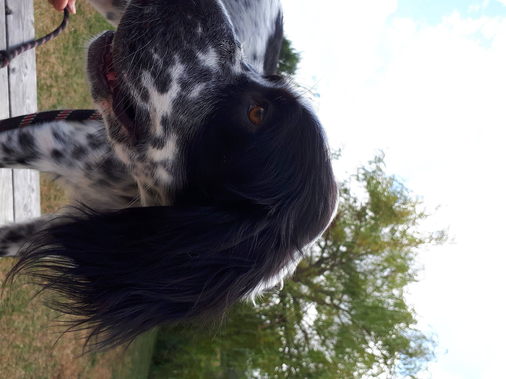Scarlette participe au concours pour gagner de l'argent avec cette photo : beak, canidae, cloud, dog_breed, eye, feather, fur, grass, livestock, plant, sky, snout, sporting_group, tail, terrestrial_animal, tree, trunk, whiskers, wildlife, working_animal