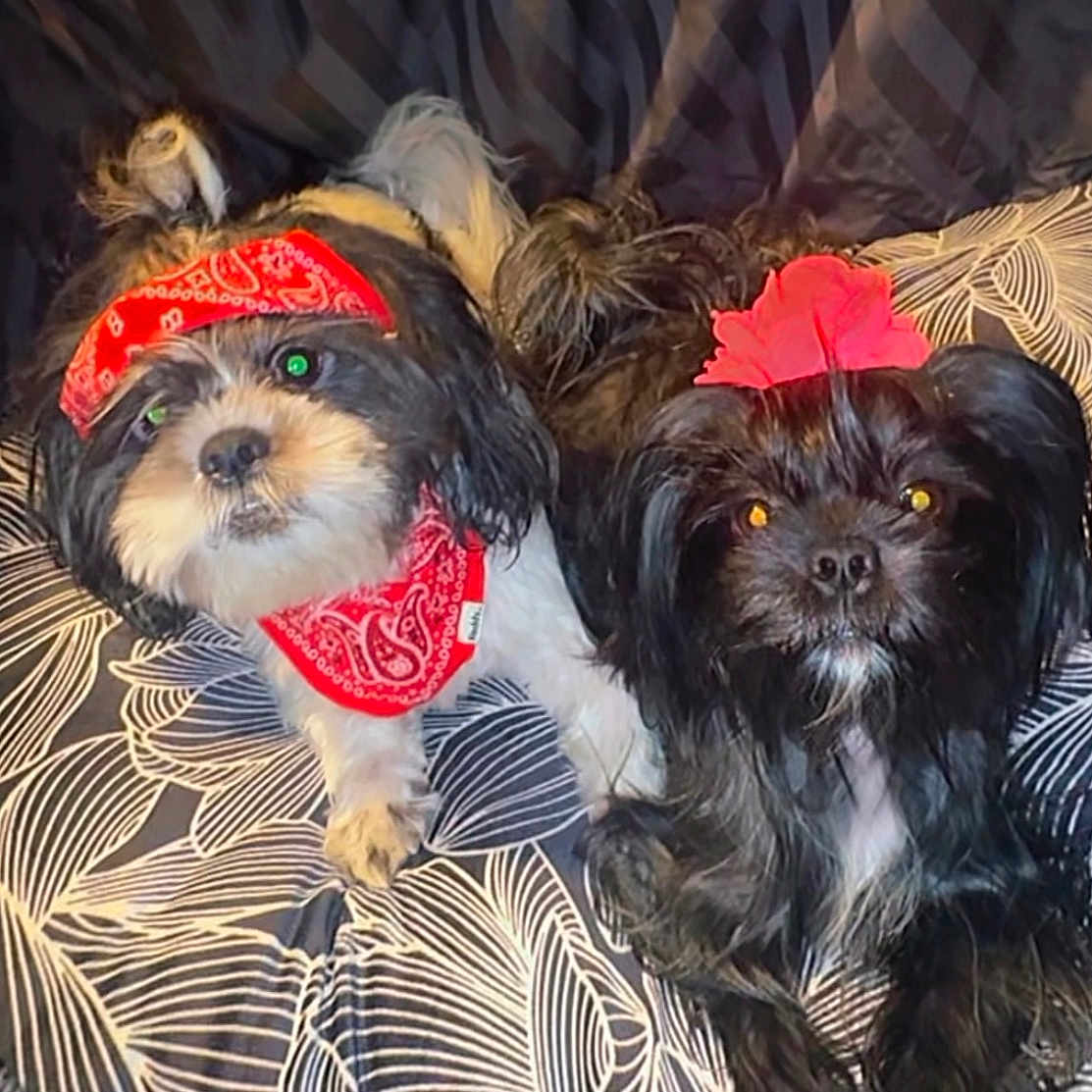 Smoke And Coke joined the competition — help win amazing prizes! accessory, adorable, animal, bandana, black_dog, companion, cozy, cushion, cute, dog, flower, friendship, fur, indoor, looking_up, pattern, pet, resting, small_dog, white_dog