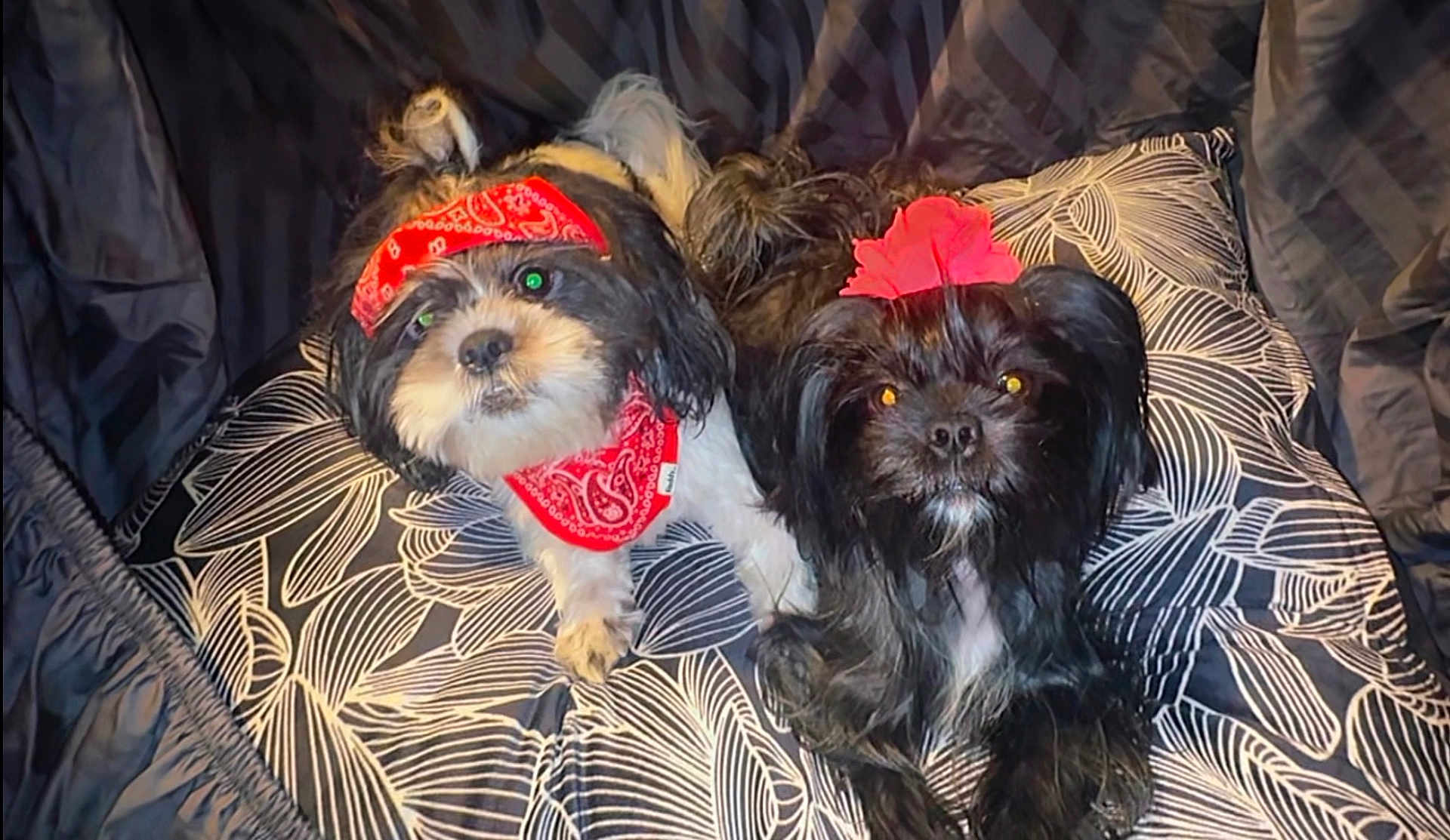 Smoke And Coke joined the competition — help win amazing prizes! dog, pet, bandana, flower, black_dog, white_dog, cute, animal, fur, cushion, pattern, indoor, resting, looking_up, companion, friendship, small_dog, adorable, accessory, cozy