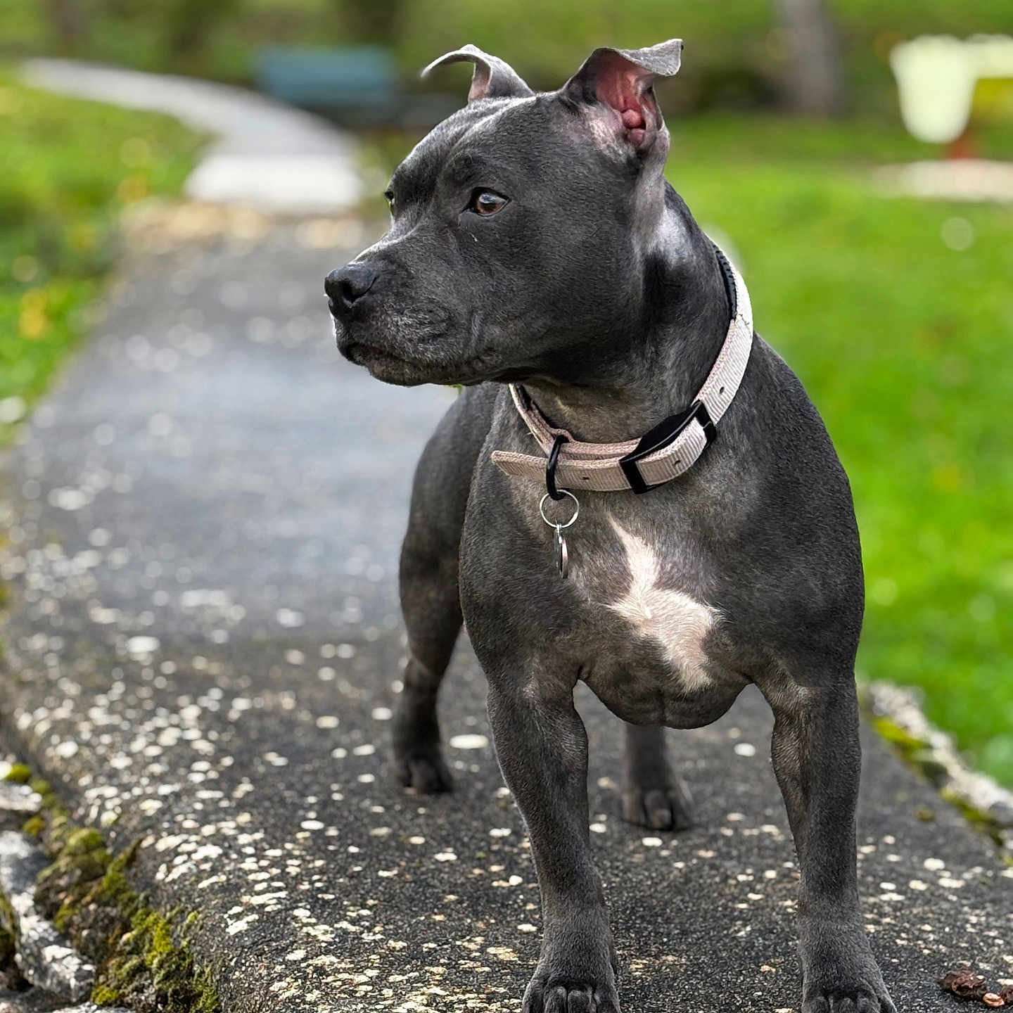 Timba a rejoint le concours — aidez-le/la à gagner de superbes lots ! accessories, animal, bostonbull, boxer, bulldog, canine, dog, flagstone, frenchbulldog, grass, path, pet, pitbull, plant, puppy, rock, snout, strap, terrier, walkway